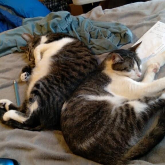 Jackson, a Adoptable Tabby in Fairborn, OH image 4/6