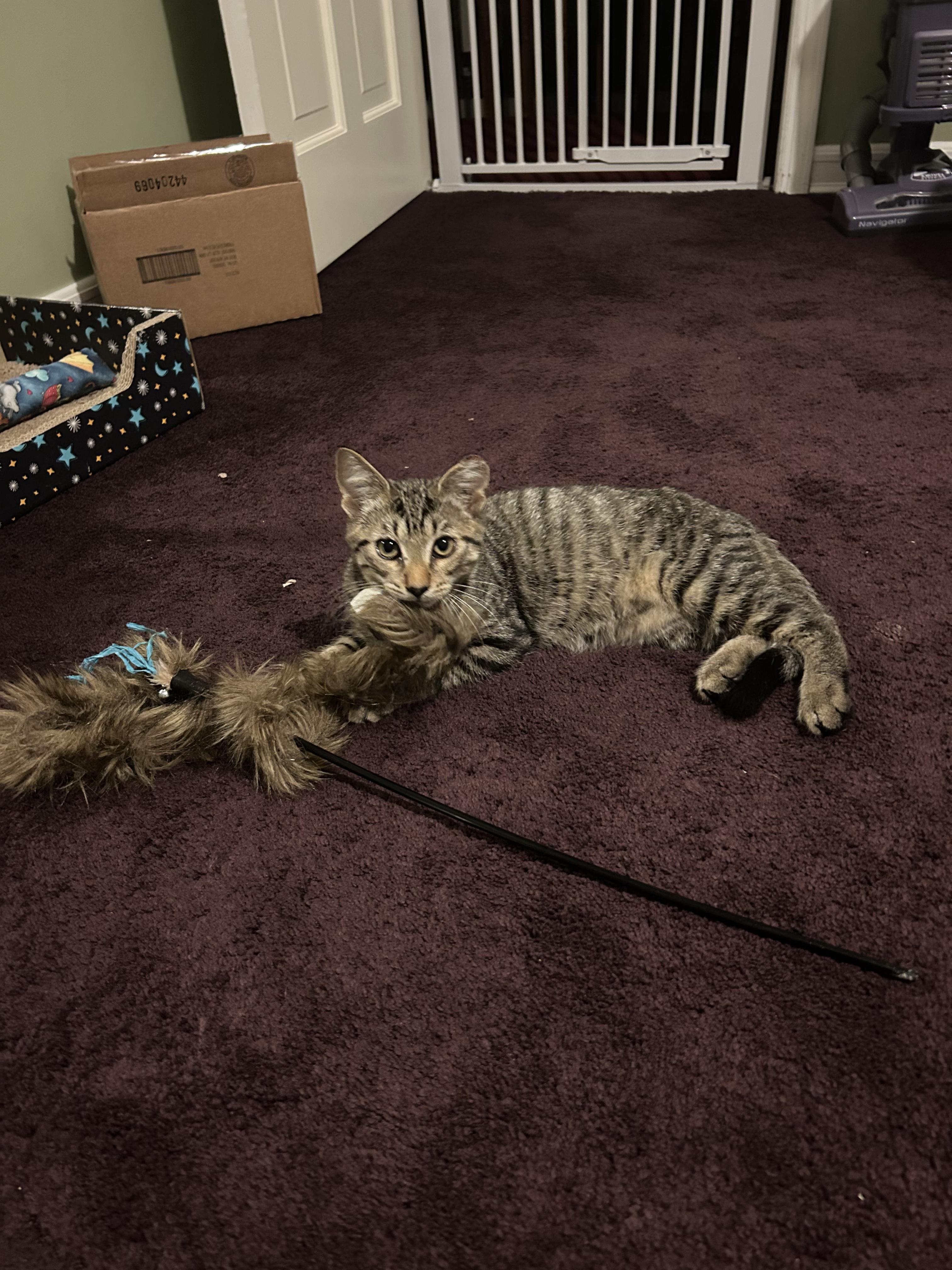 Enlarge Leo, a Adopted Domestic Short Hair in Lincoln Park, NJ image 2/4