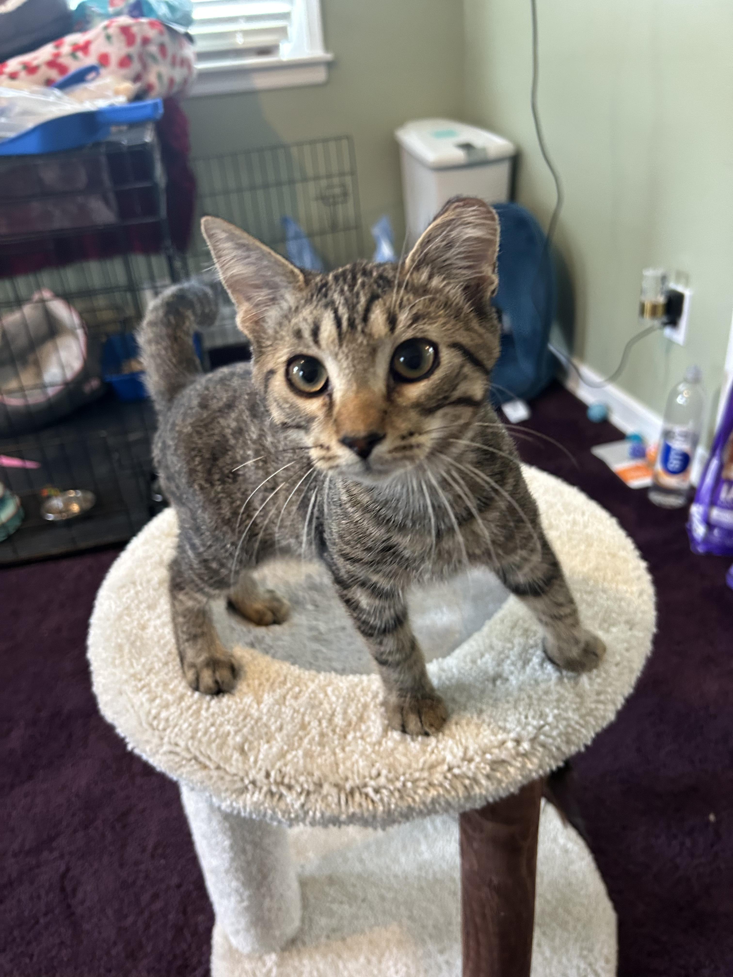 Leo, Adopted, Kitten Male Domestic Short Hair.