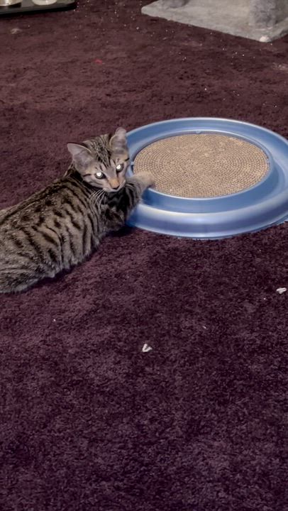 Enlarge Leo, a Adopted Domestic Short Hair in Lincoln Park, NJ video 3/4