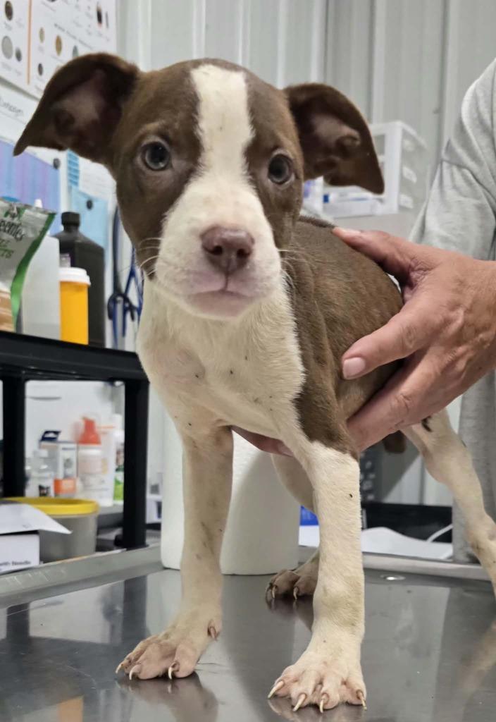 Happy, Adoptable, Puppy Female Terrier & Mixed Breed.