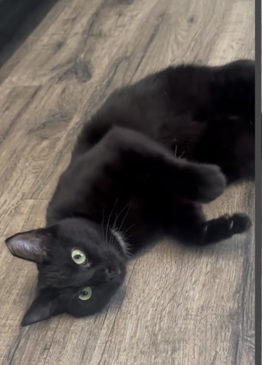 LACEY, Adoptable, Kitten Female Domestic Short Hair.