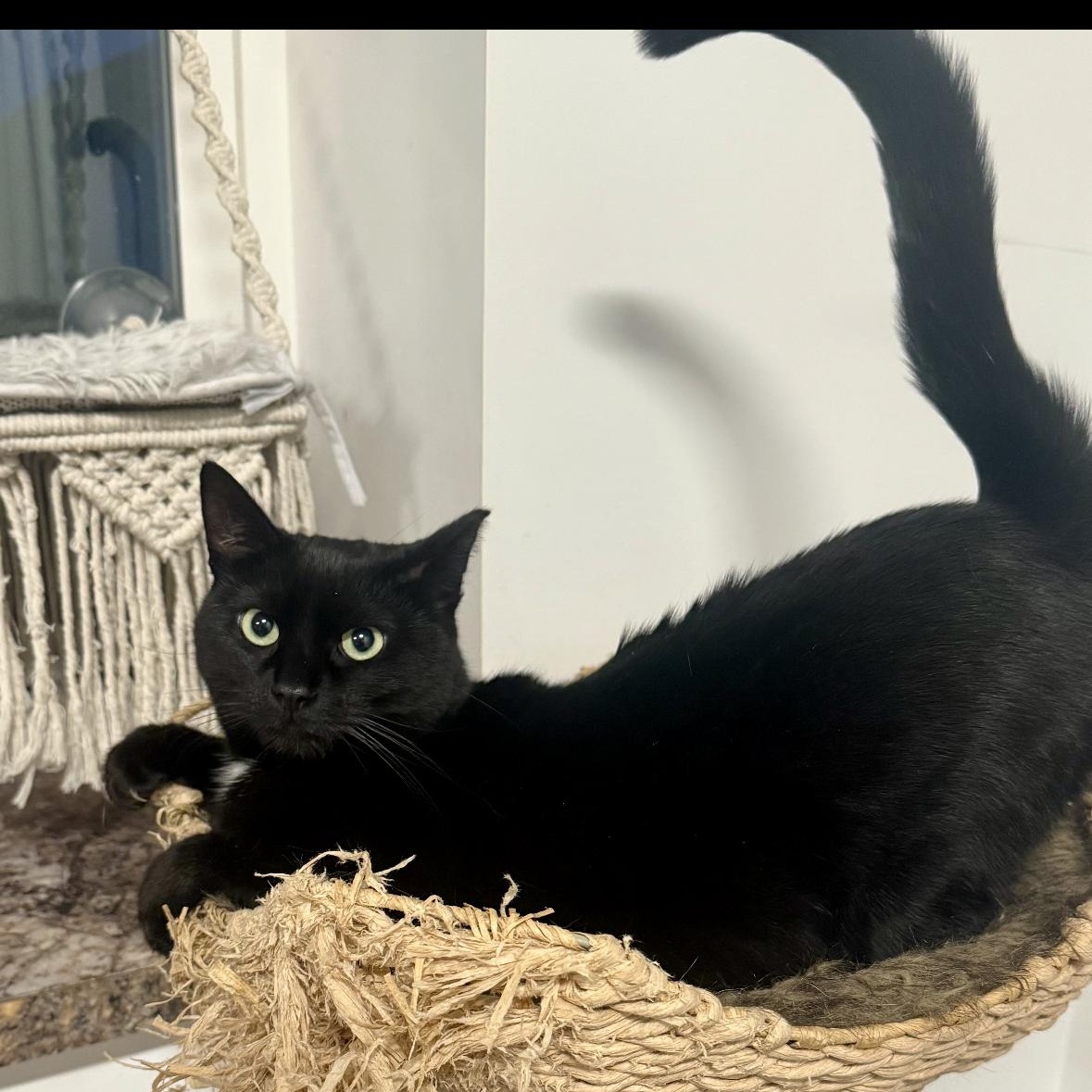 LACEY, a Adoptable Domestic Short Hair in Schnecksville, PA image 5/5