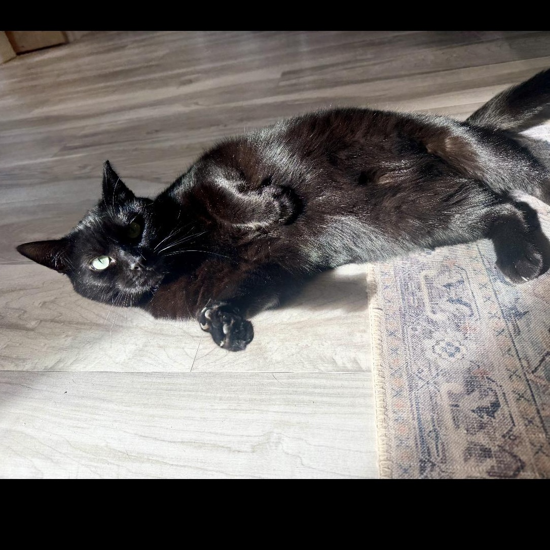 LACEY, a Adoptable Domestic Short Hair in Schnecksville, PA image 3/5