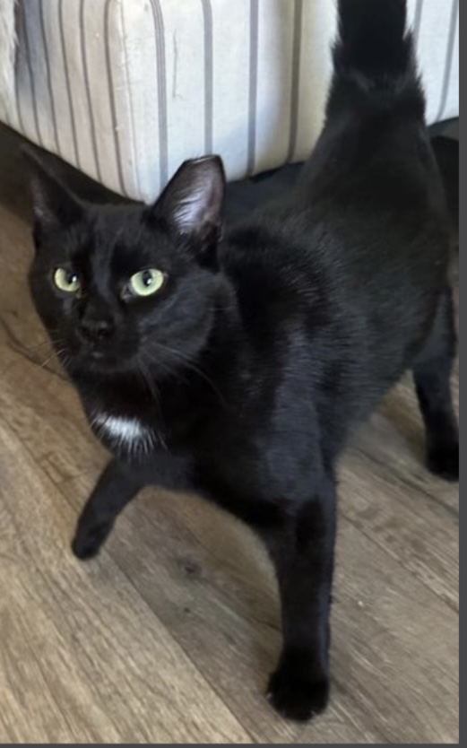 LACEY, a Adoptable Domestic Short Hair image 2/2