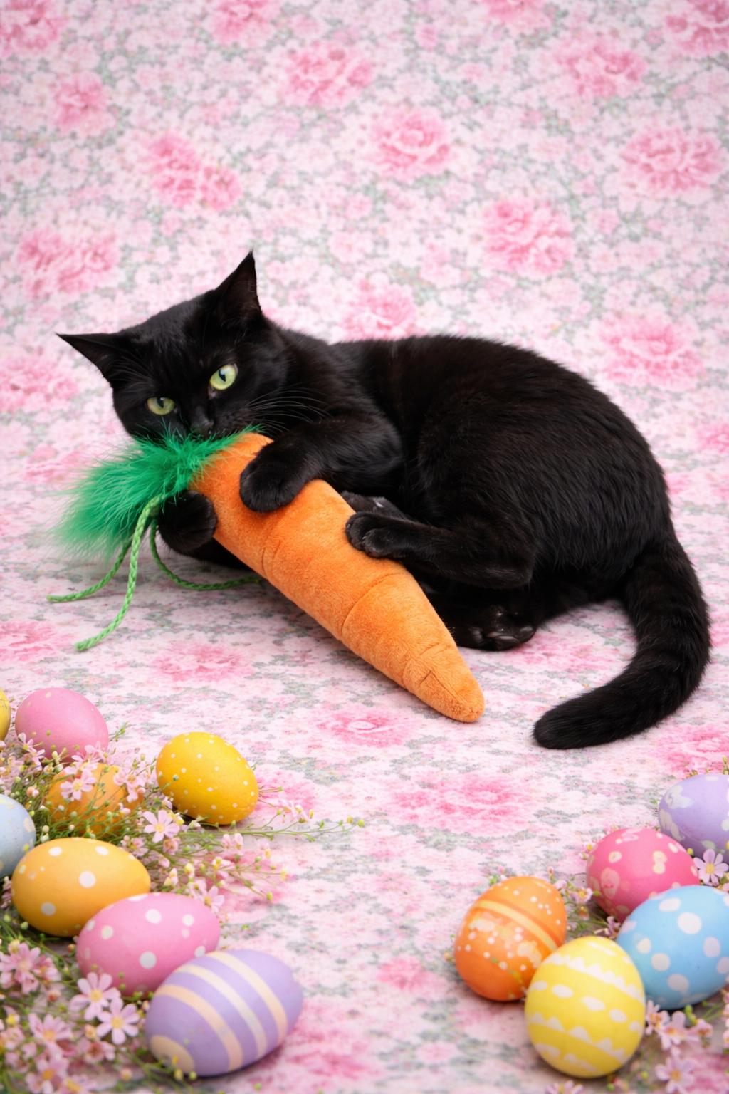 Enlarge LACEY, a Adoptable Domestic Short Hair in Schnecksville, PA image 4/4