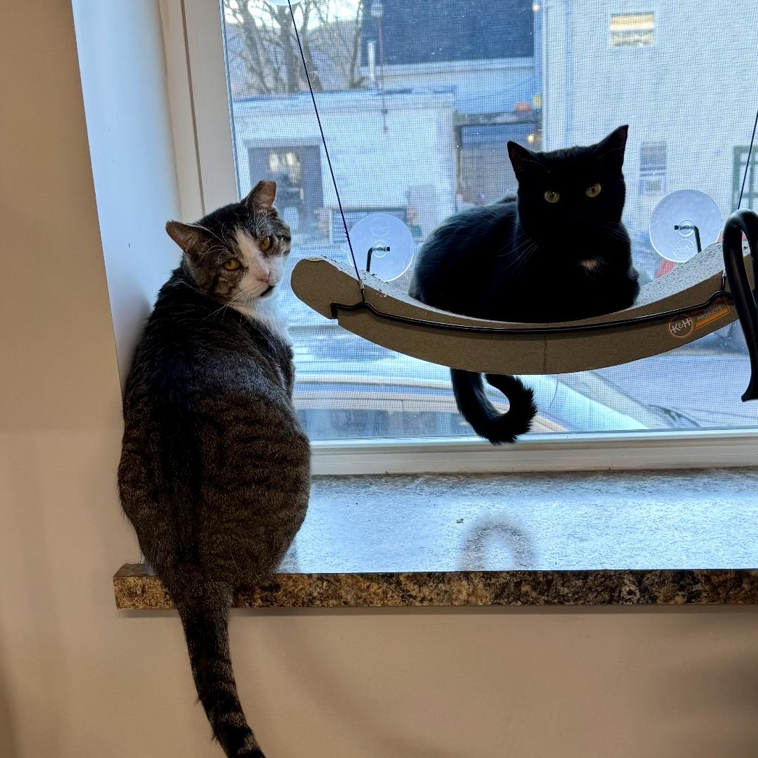 LACEY, a Adoptable Domestic Short Hair in Schnecksville, PA image 4/5