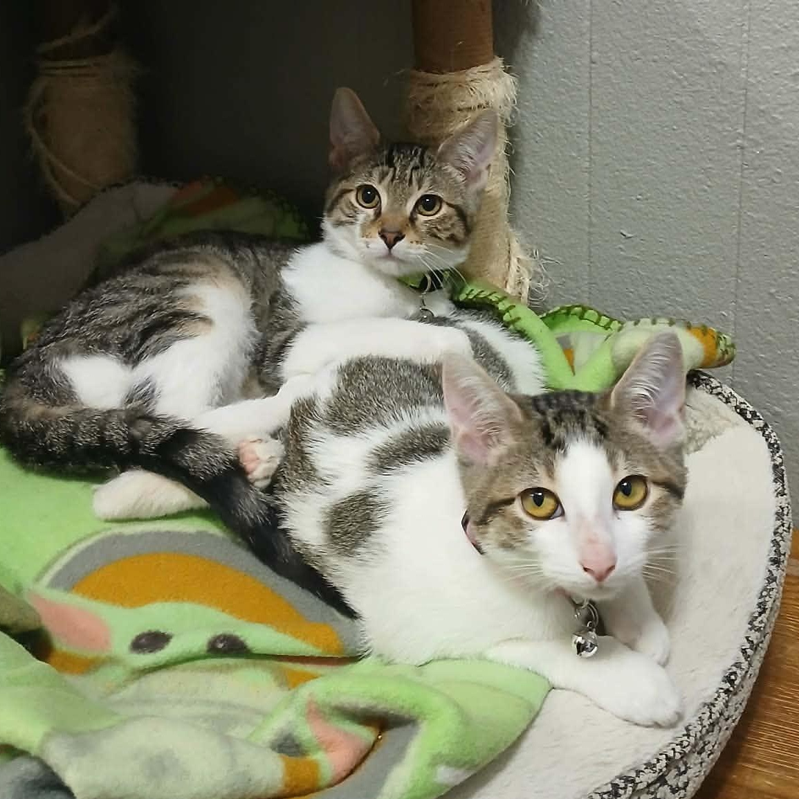 Enlarge Nutter Butter, a Adoptable Domestic Short Hair in Eugene, OR image 1/3