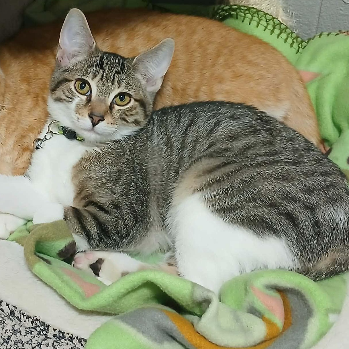 Enlarge Nutter Butter, a Adoptable Domestic Short Hair in Eugene, OR image 2/3