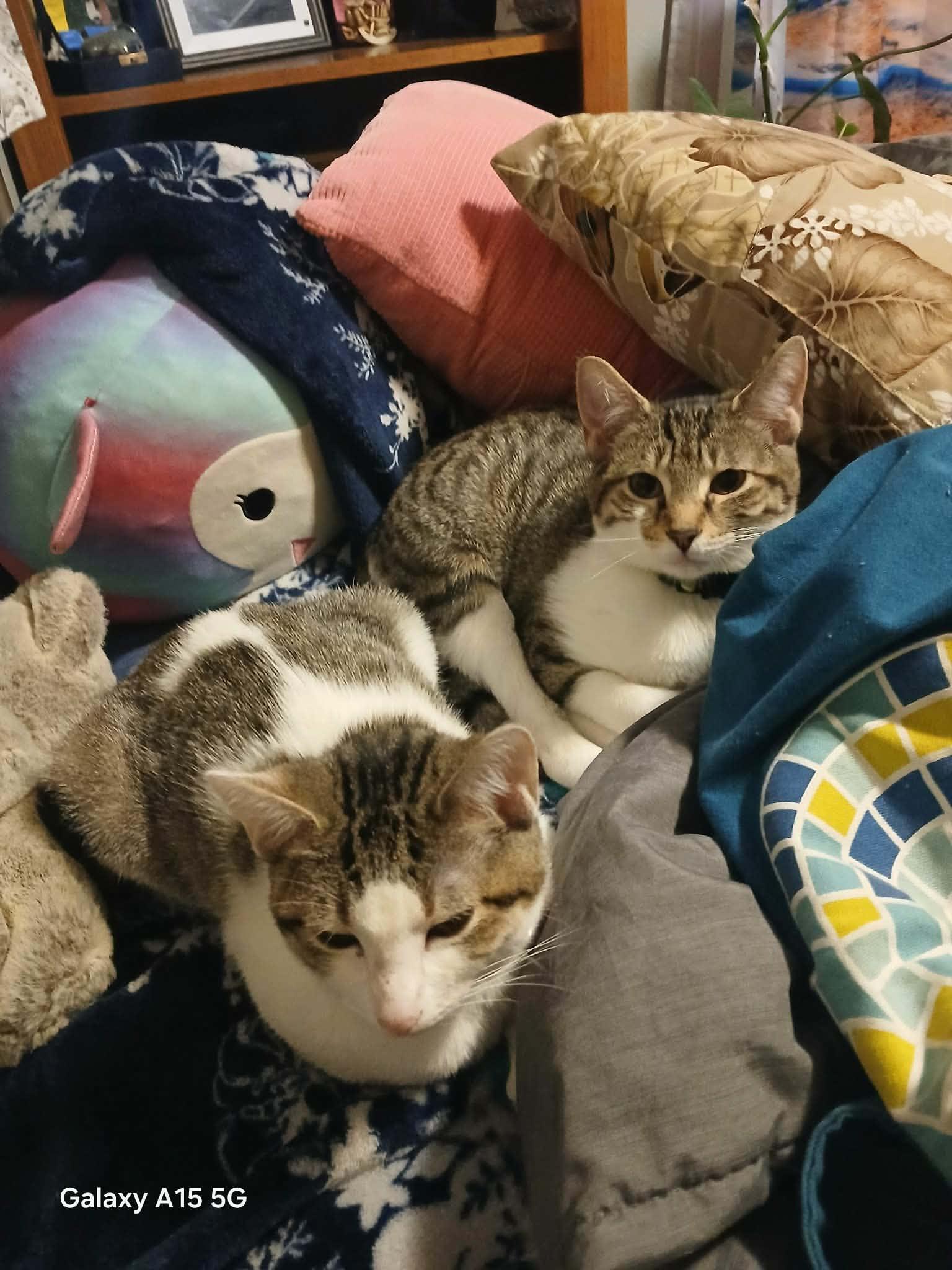 Enlarge Nutter Butter, a Adoptable Domestic Short Hair in Eugene, OR image 3/3