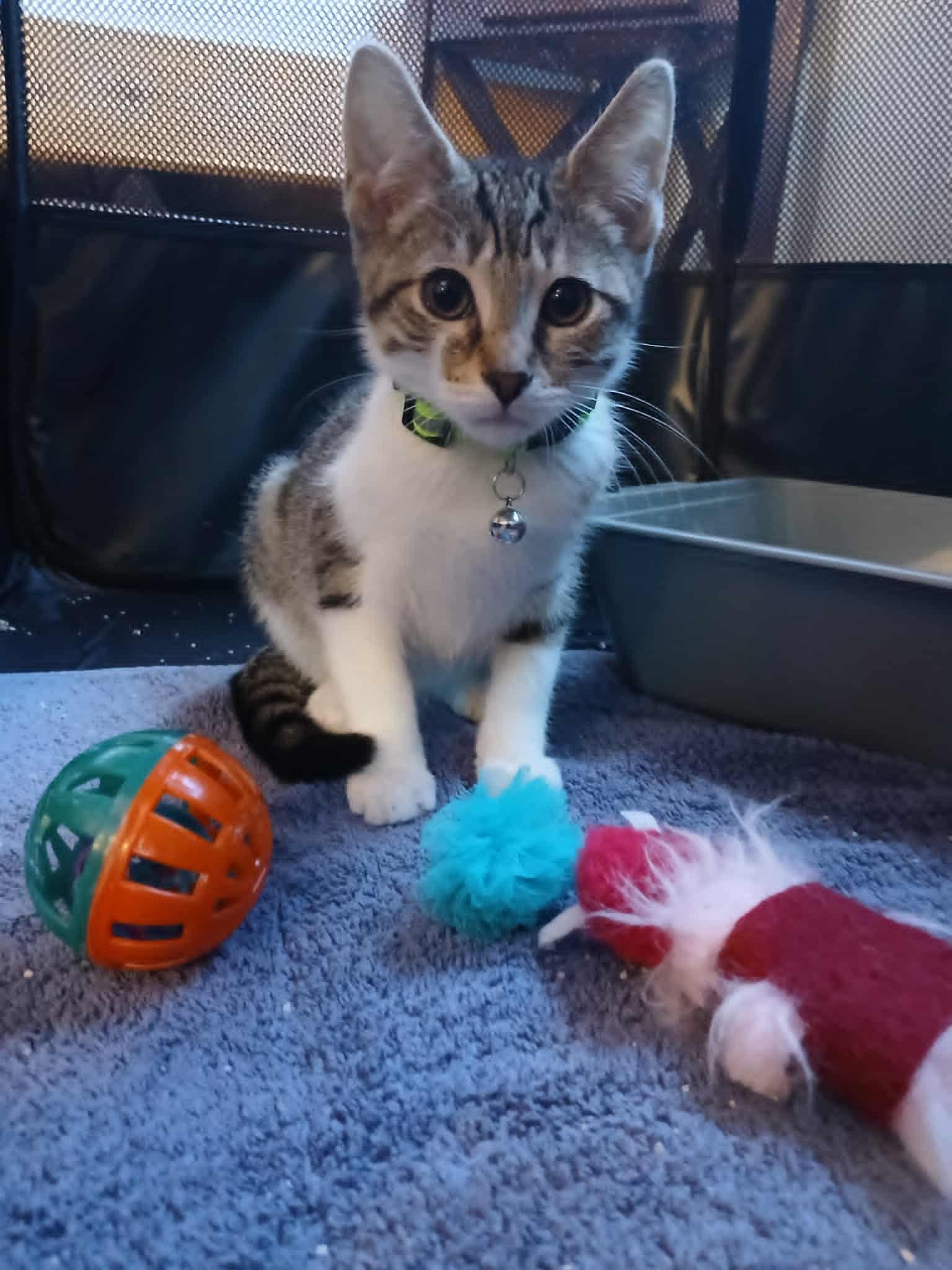 Nutter Butter, Adoptable, Kitten Male Domestic Short Hair.