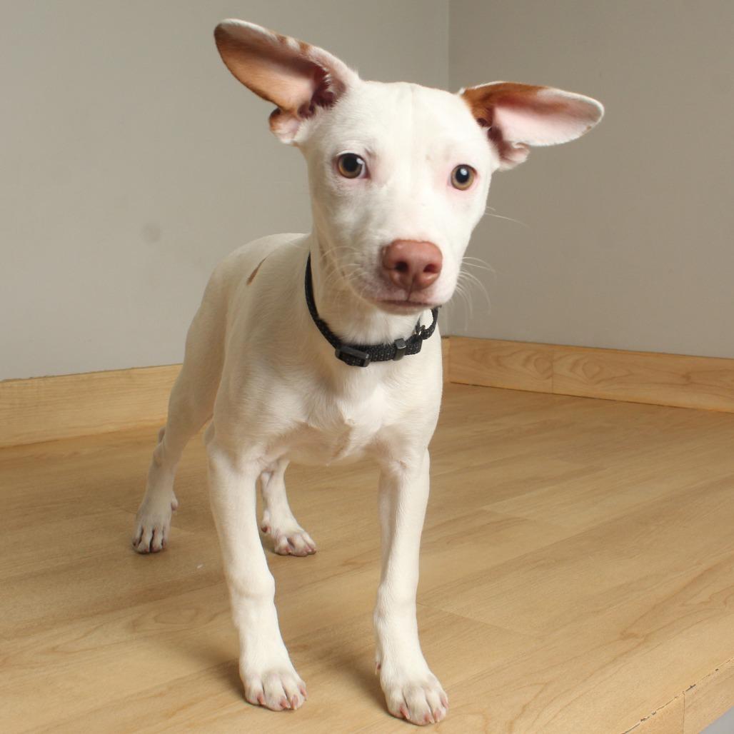 Chachi D thumbnail 2