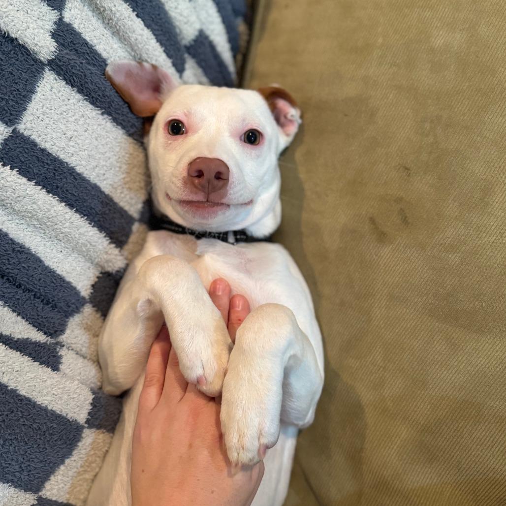 Chachi D thumbnail 3