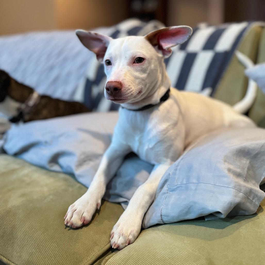 Chachi D thumbnail 5