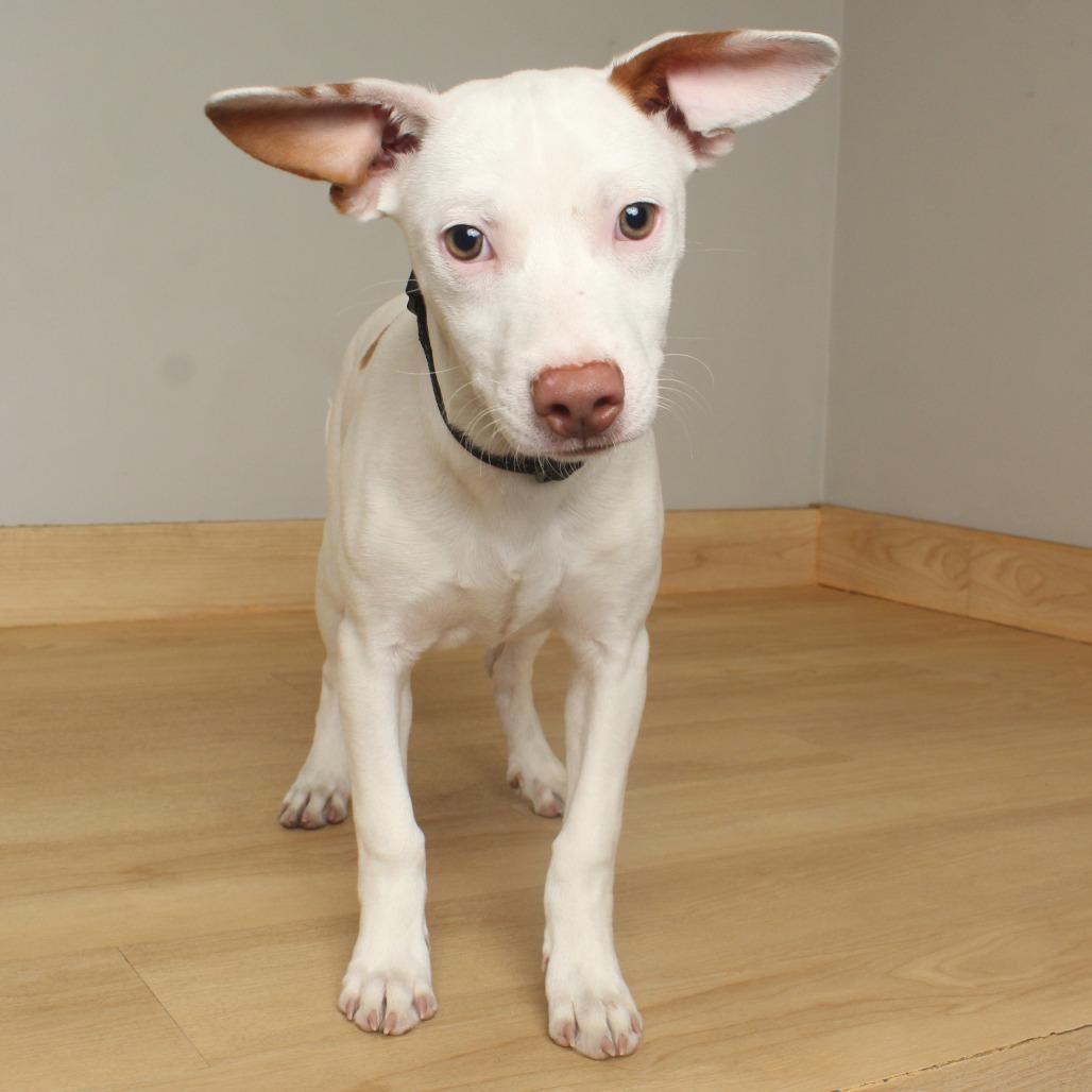 Chachi D thumbnail 6