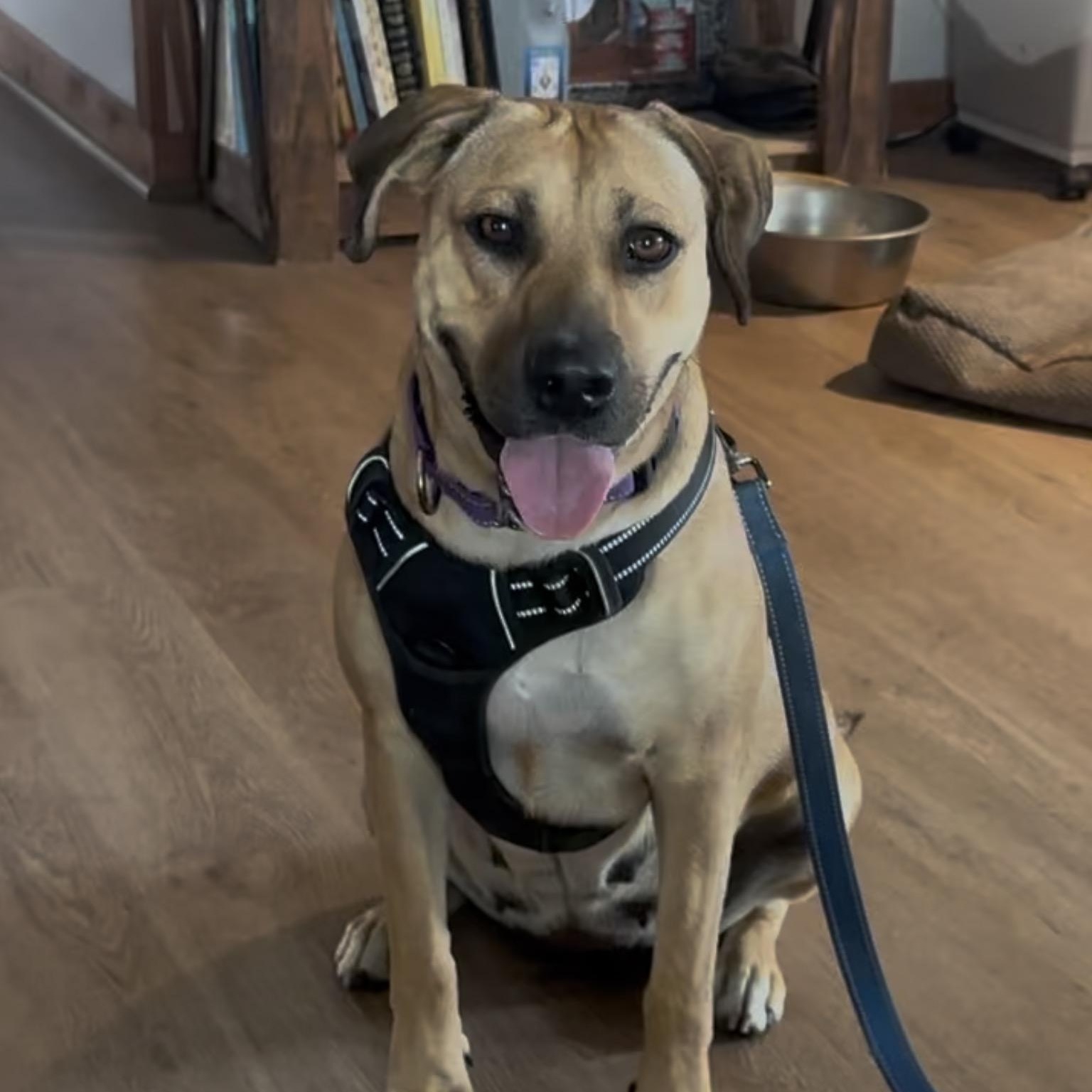 Enlarge Hazel, a ADOPTABLE mixed breed in Sealy, TX image 1/6