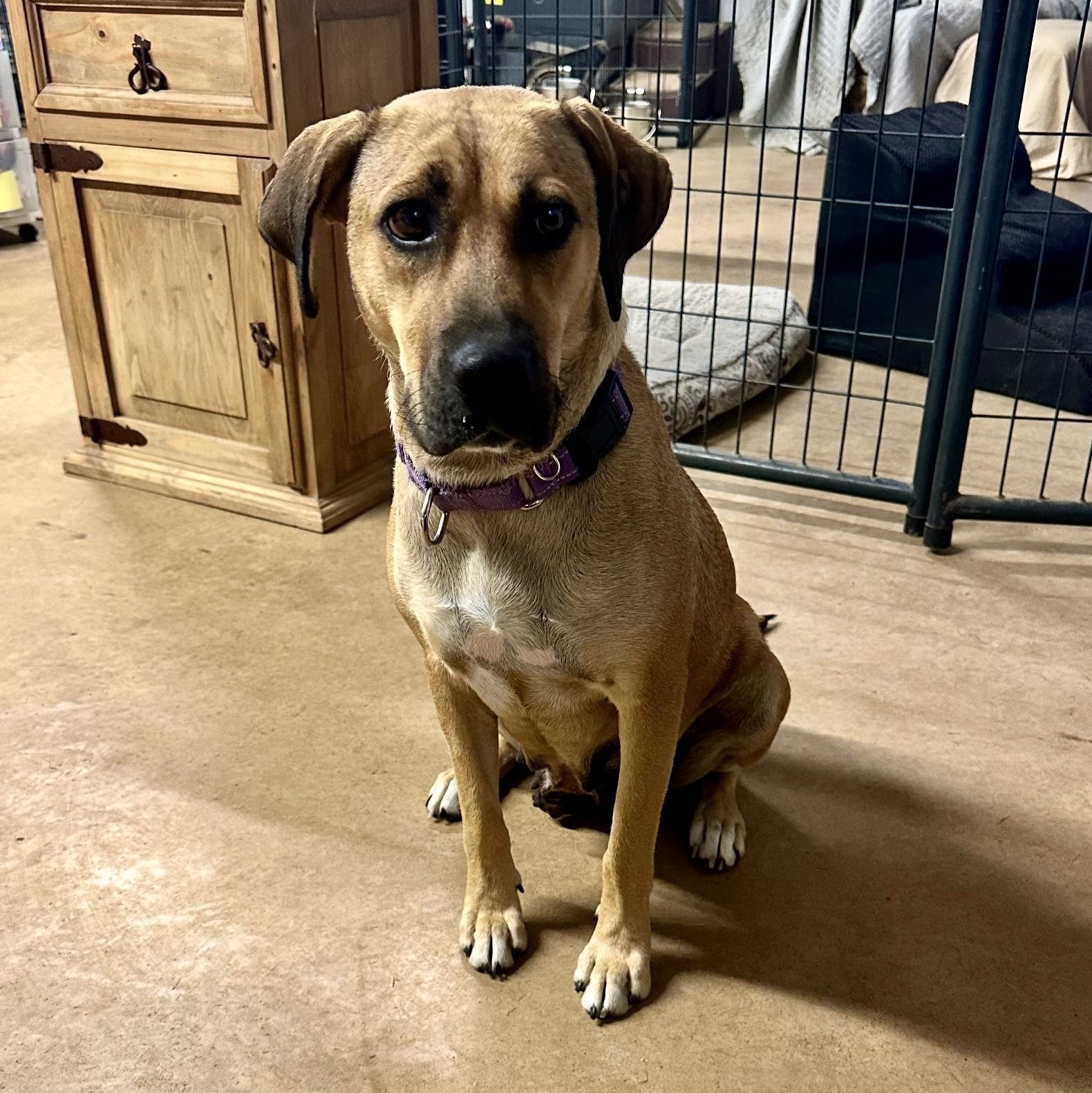 Enlarge Hazel, a ADOPTABLE mixed breed in Sealy, TX image 1/6