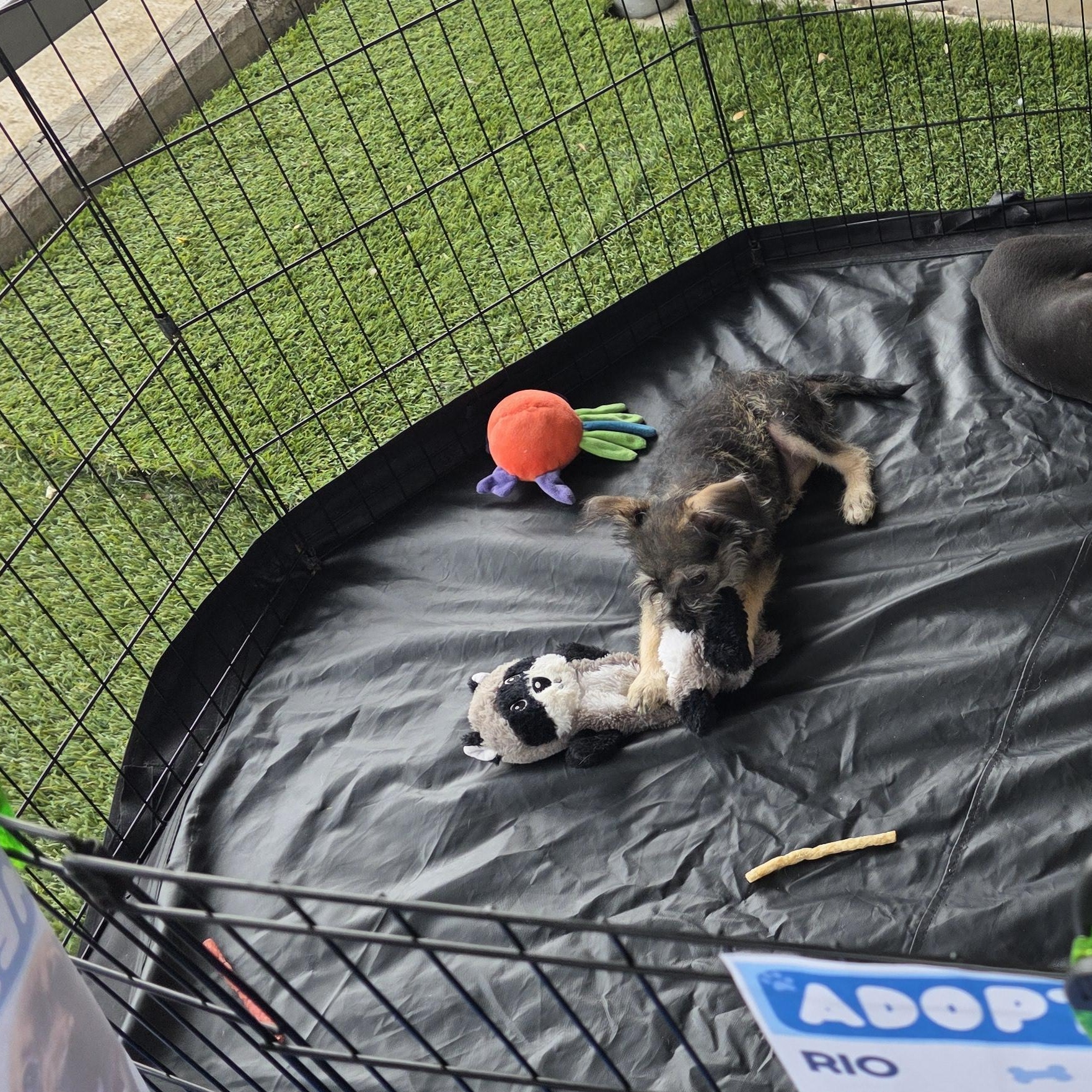 Enlarge Lyric, an adopted mixed breed in Dallas, TX image 4/5