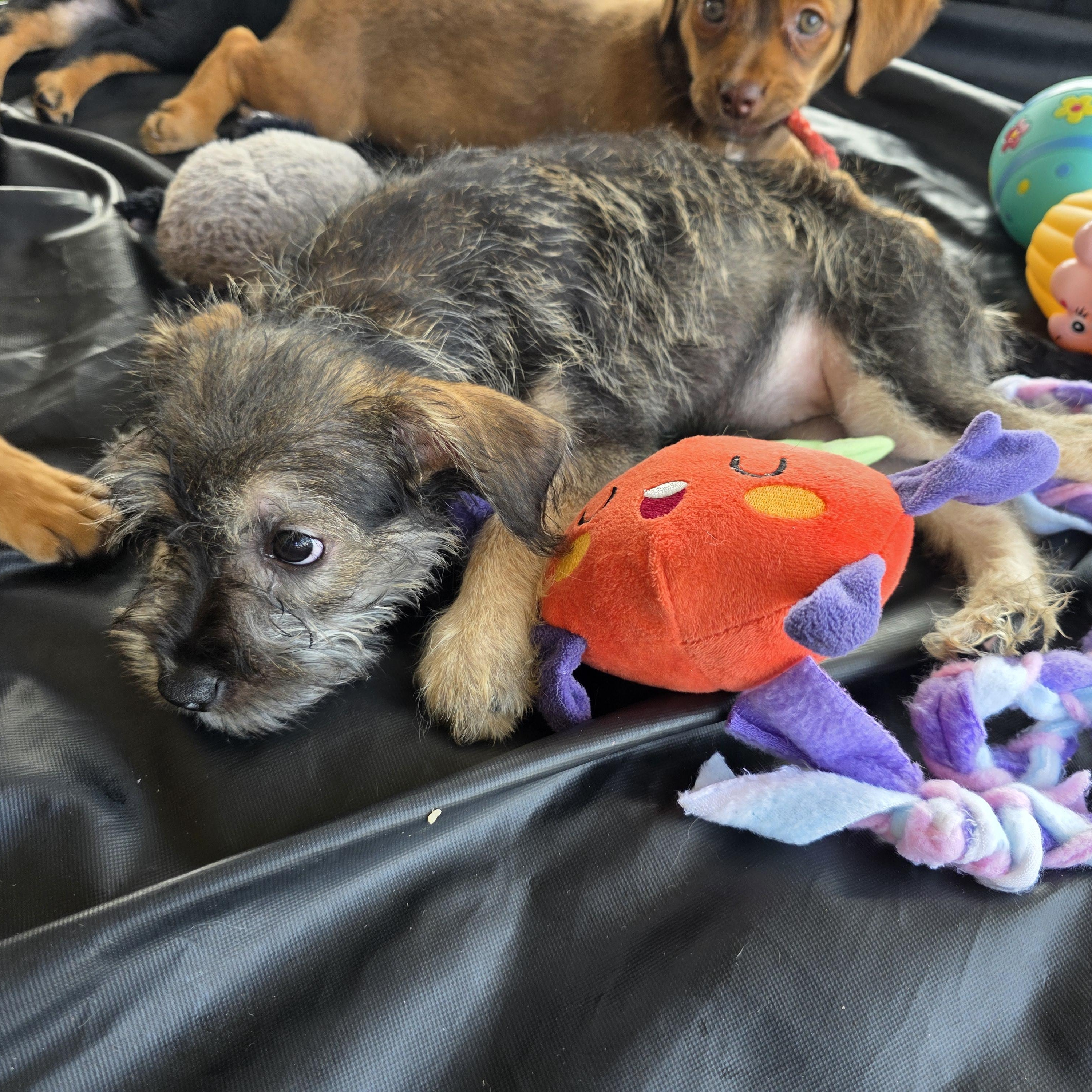 Enlarge Lyric, an adopted mixed breed in Dallas, TX image 2/5