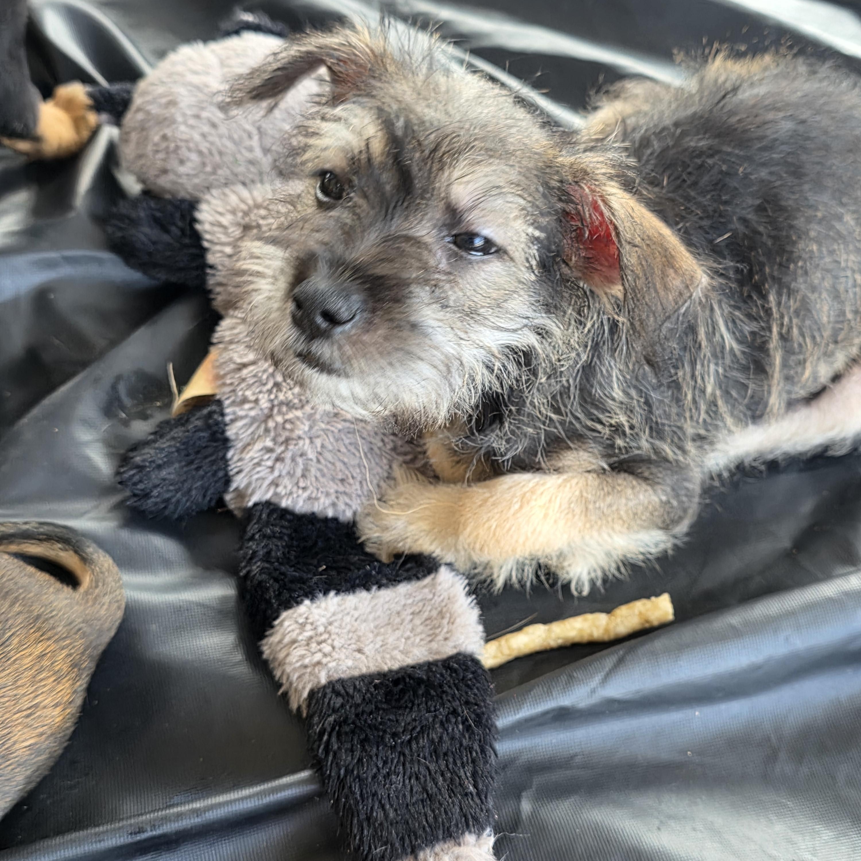 Enlarge Lyric, an adopted mixed breed in Dallas, TX image 3/5