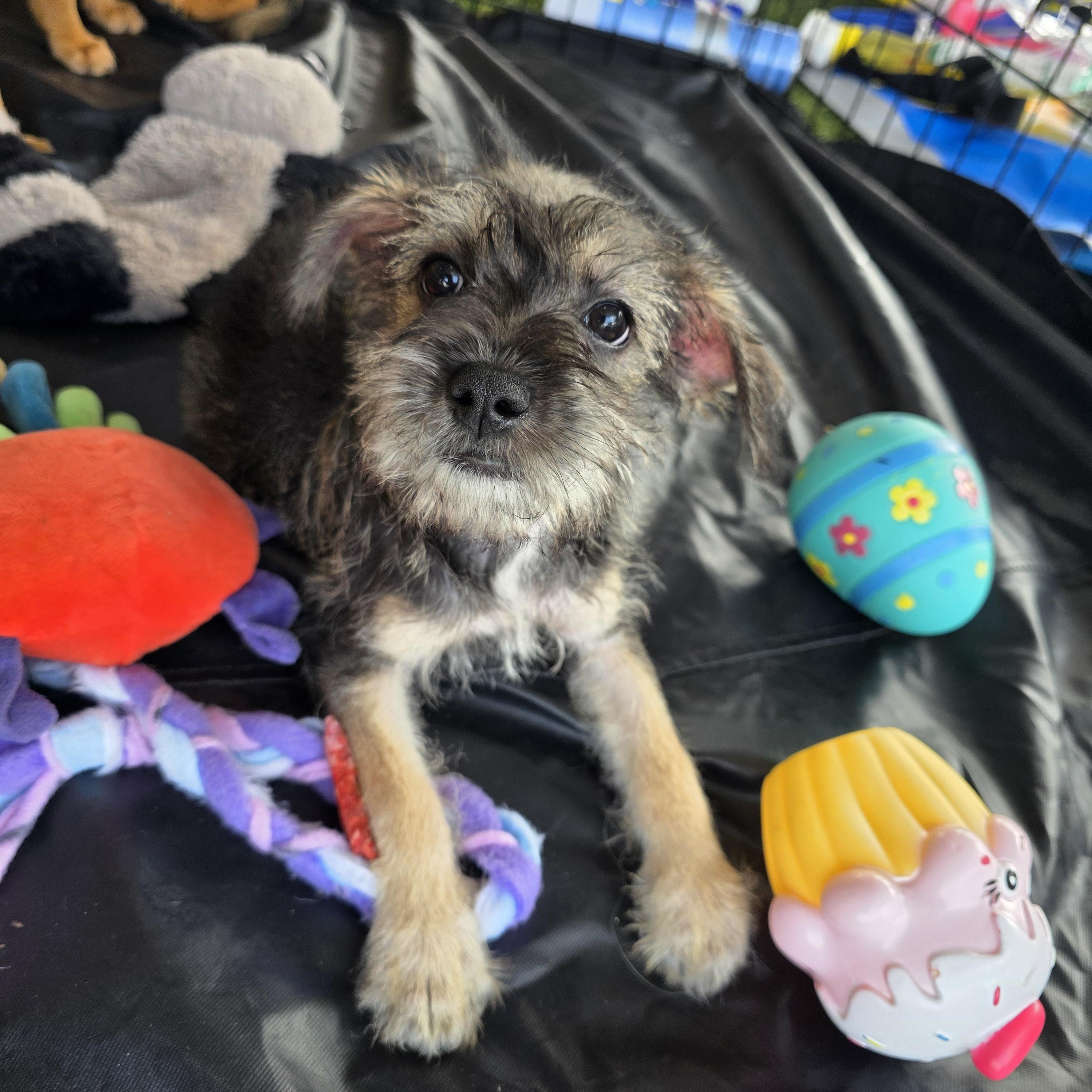 Enlarge Lyric, an adopted mixed breed in Dallas, TX image 1/5