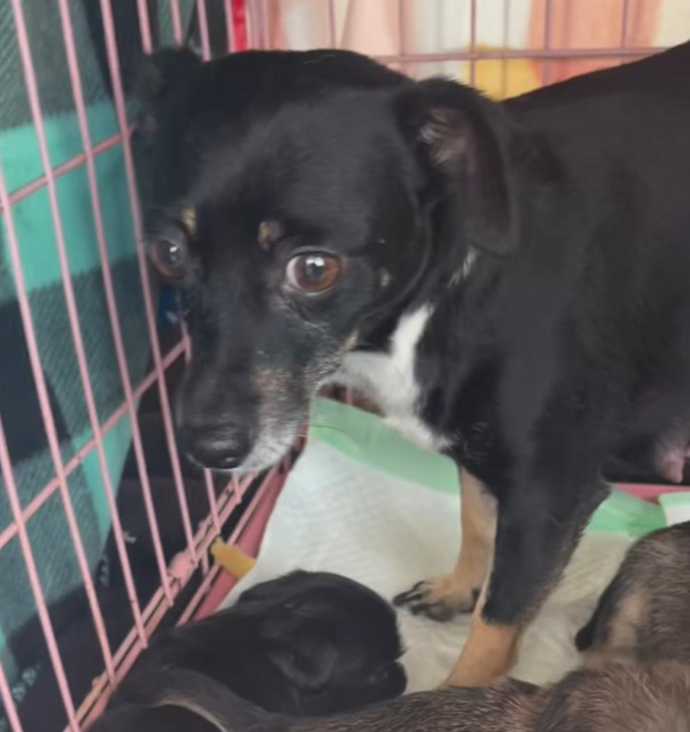 Enlarge Lyric, an adopted mixed breed in Dallas, TX image 5/5