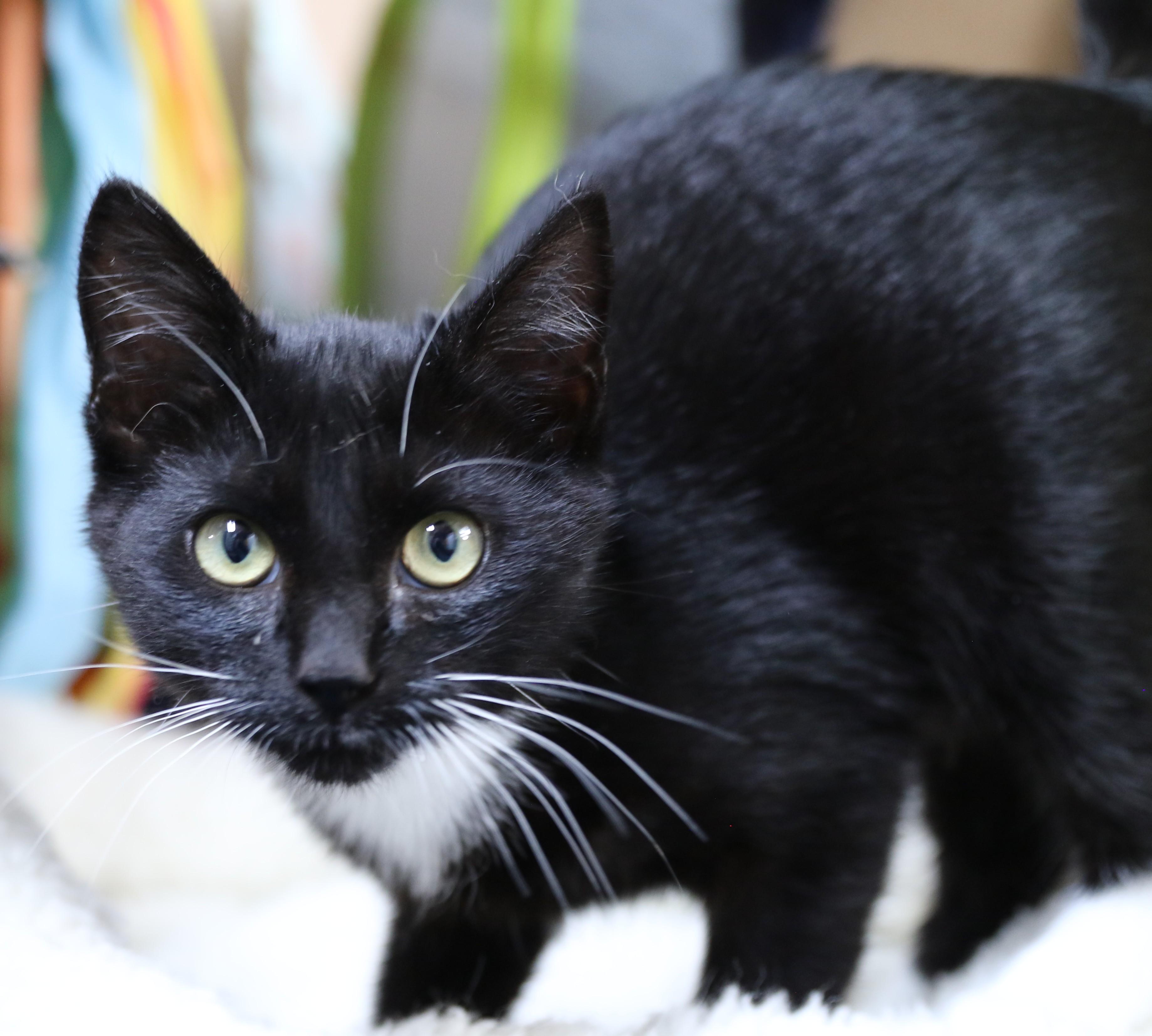 Dash, Adoptable, Kitten Male Tuxedo.