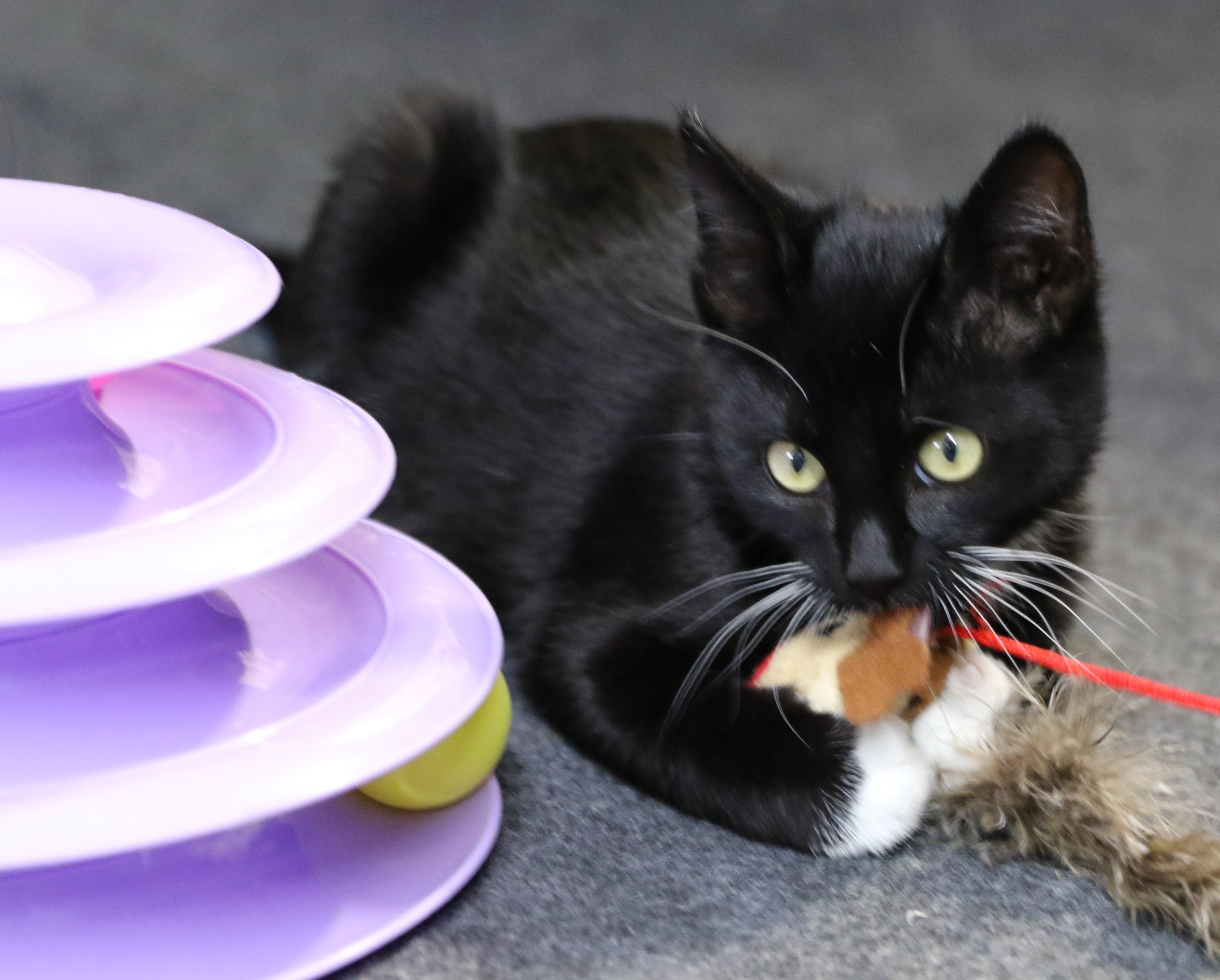 Dash, an adoptable Tuxedo in Cut Bank, MT, 59427 | Photo Image 4
