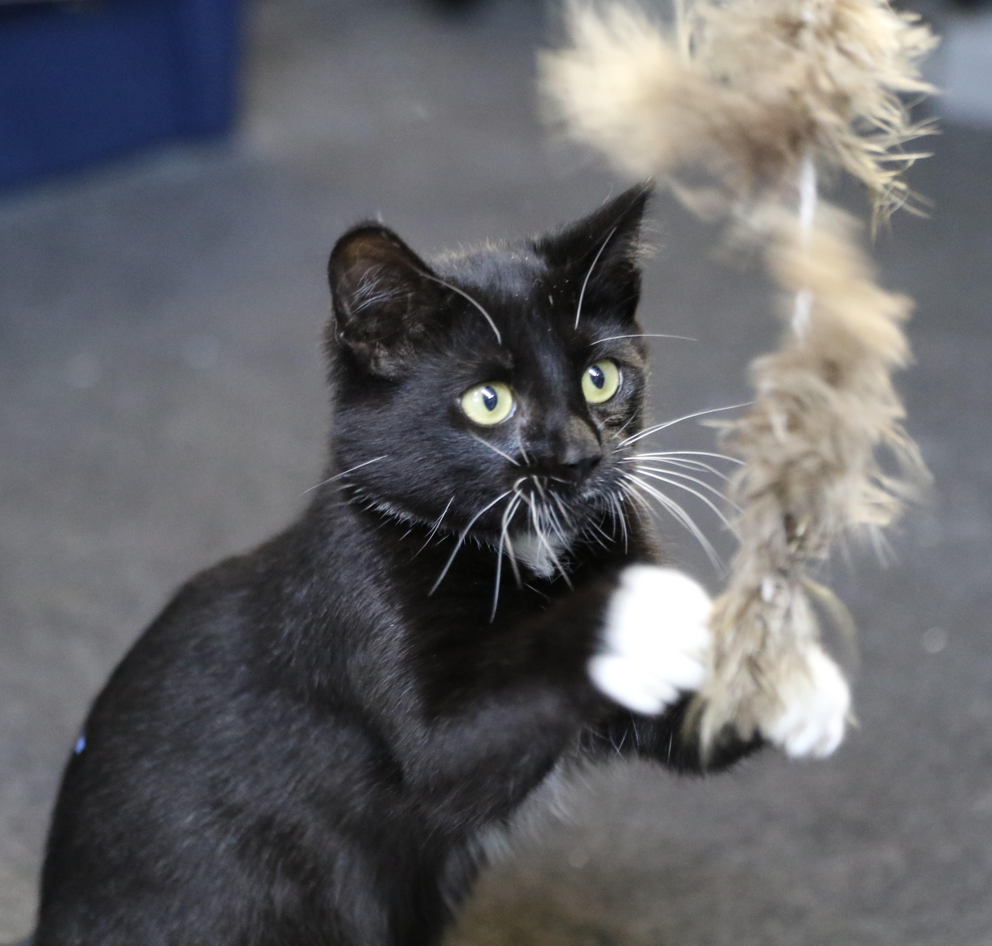 Dash, an adoptable Tuxedo in Cut Bank, MT, 59427 | Photo Image 2