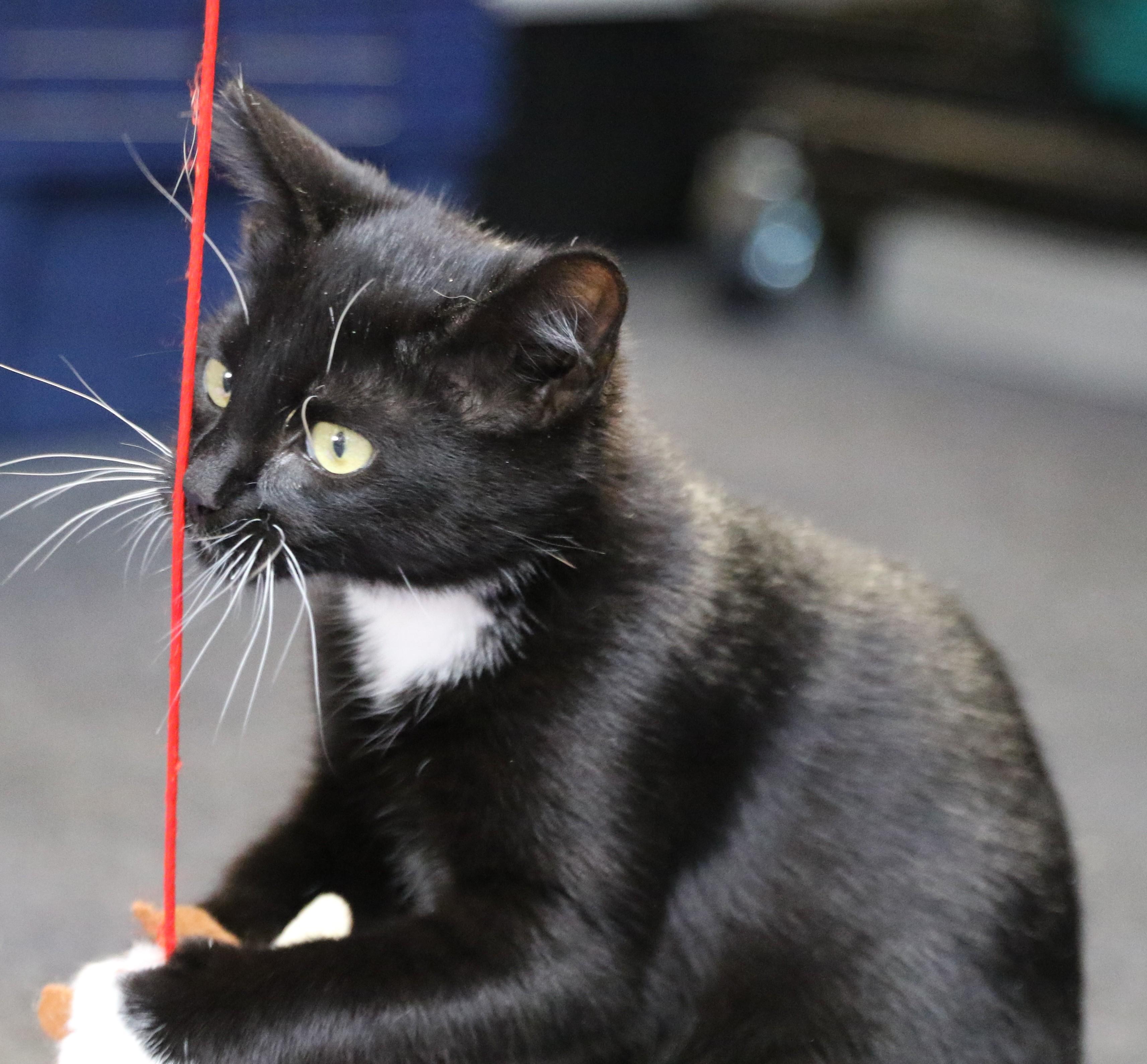 Dash, a Adoptable Tuxedo in Cut Bank, MT image 4/4