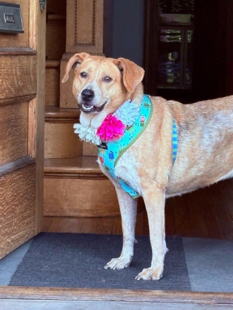 Layla, Adoptable, Adult Female Australian Cattle Dog / Blue Heeler & Beagle.