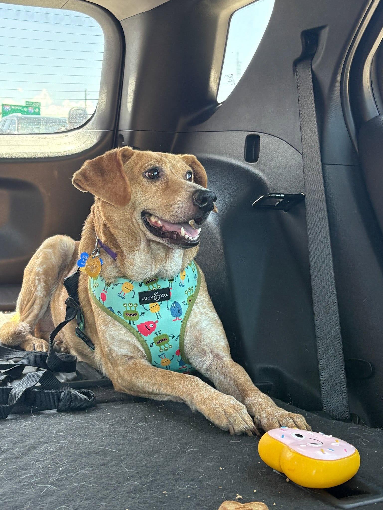 Enlarge Layla, a Adoptable mixed breed in Winter Park, CO image 2/3