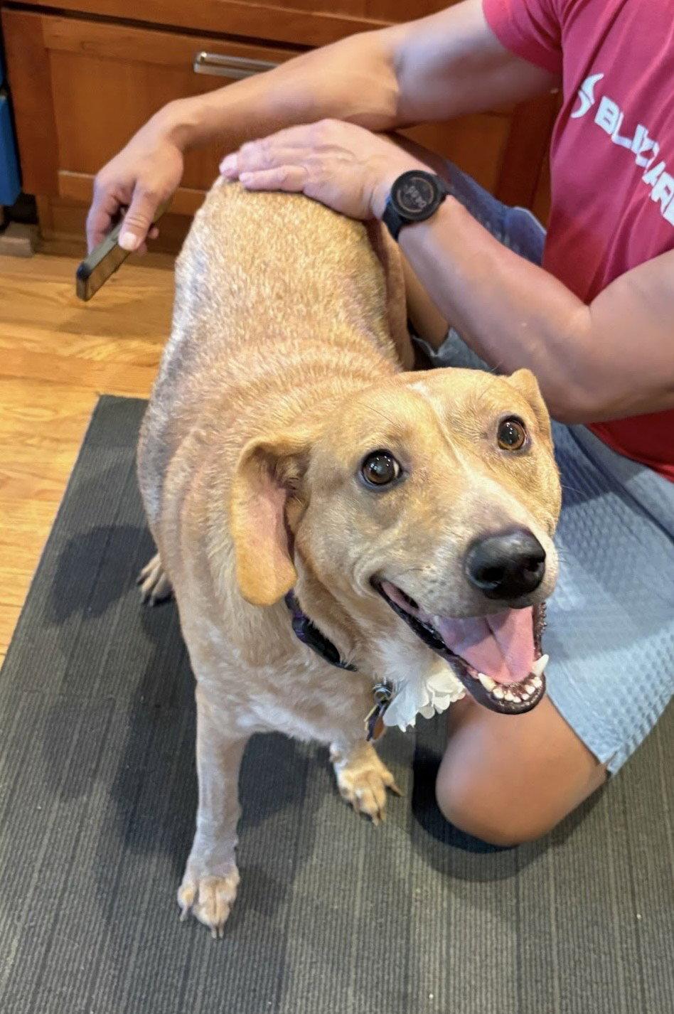 Enlarge Layla, a Adoptable mixed breed in Winter Park, CO image 3/3