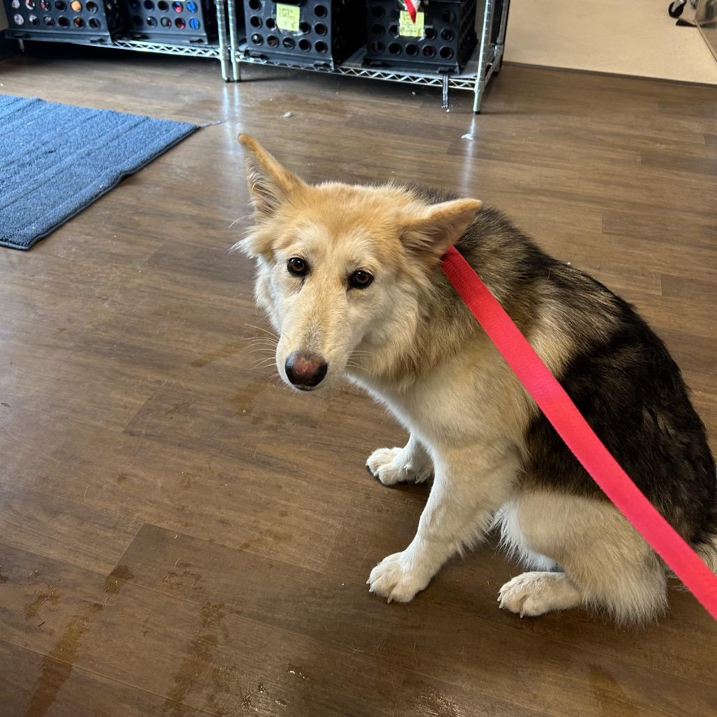 Enlarge Mia, a Adoptable mixed breed in League City, TX image 1/1