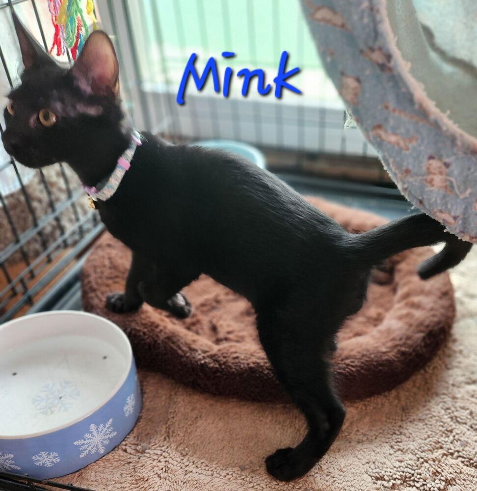Mink 7840, Adoptable, Kitten Male Domestic Short Hair.