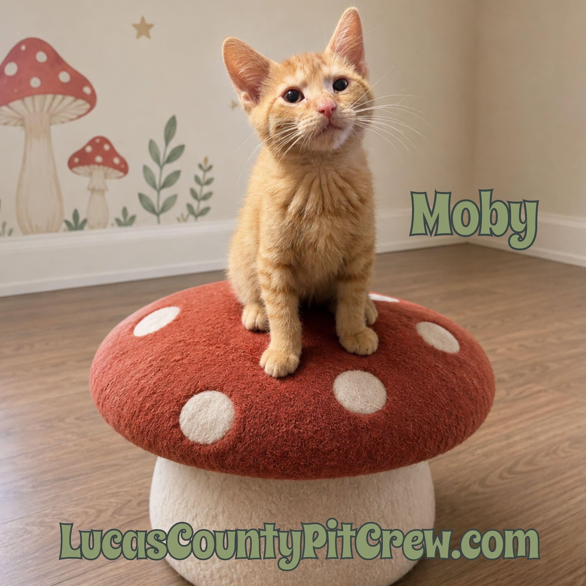 Moby, adopted, Kitten Male Tabby & American Shorthair.