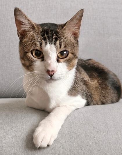 Easton, Adoptable, Young Male Domestic Short Hair & Domestic Short Hair.