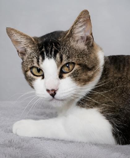 Enlarge Easton, a Adoptable mixed breed in Fresno, CA image 2/3