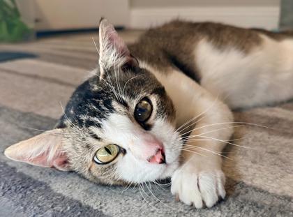 Enlarge Easton, a Adoptable mixed breed in Fresno, CA image 3/3