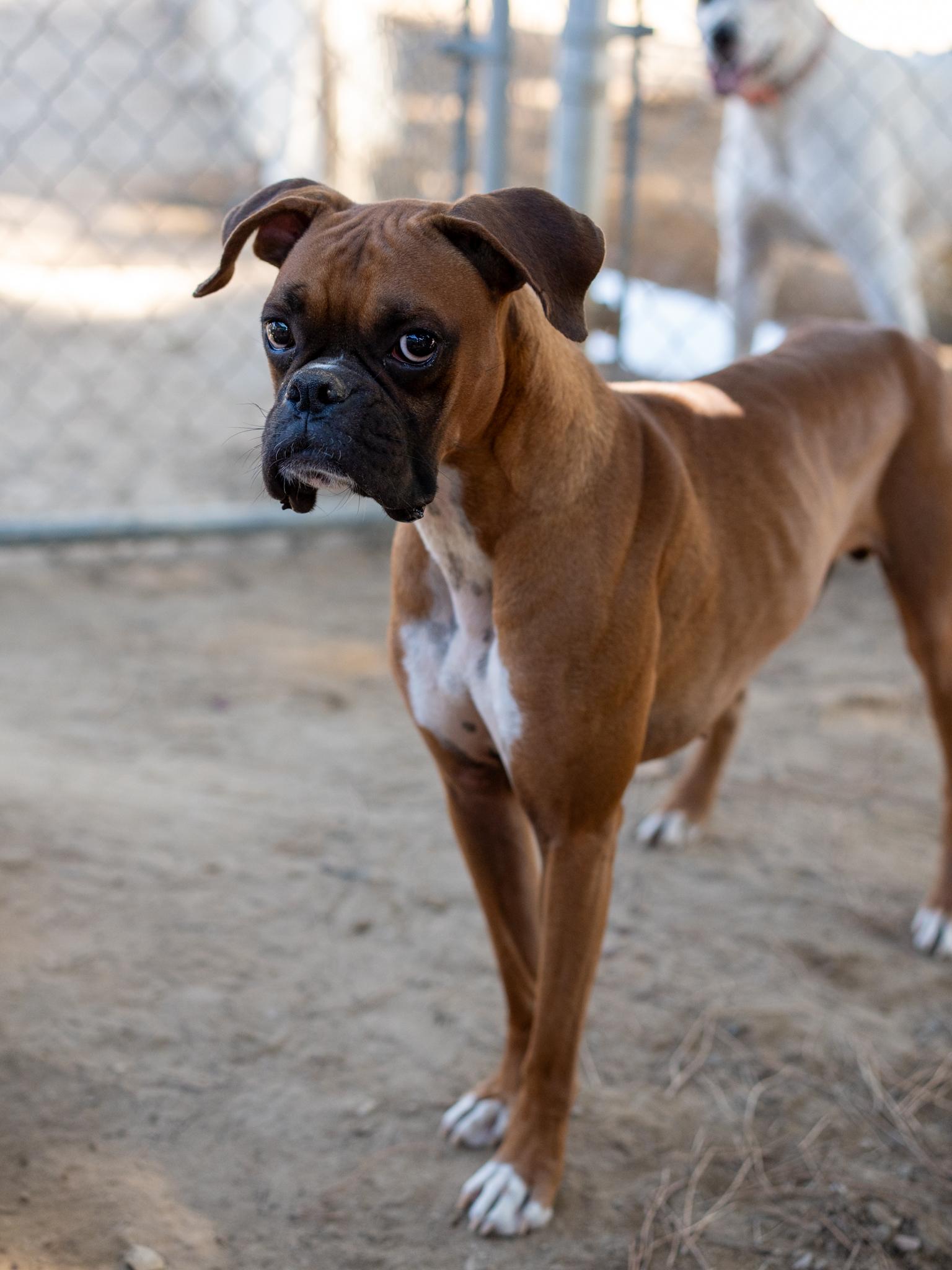 Enlarge NUBBINS, a Adopted Boxer in Fresno, CA image 3/6