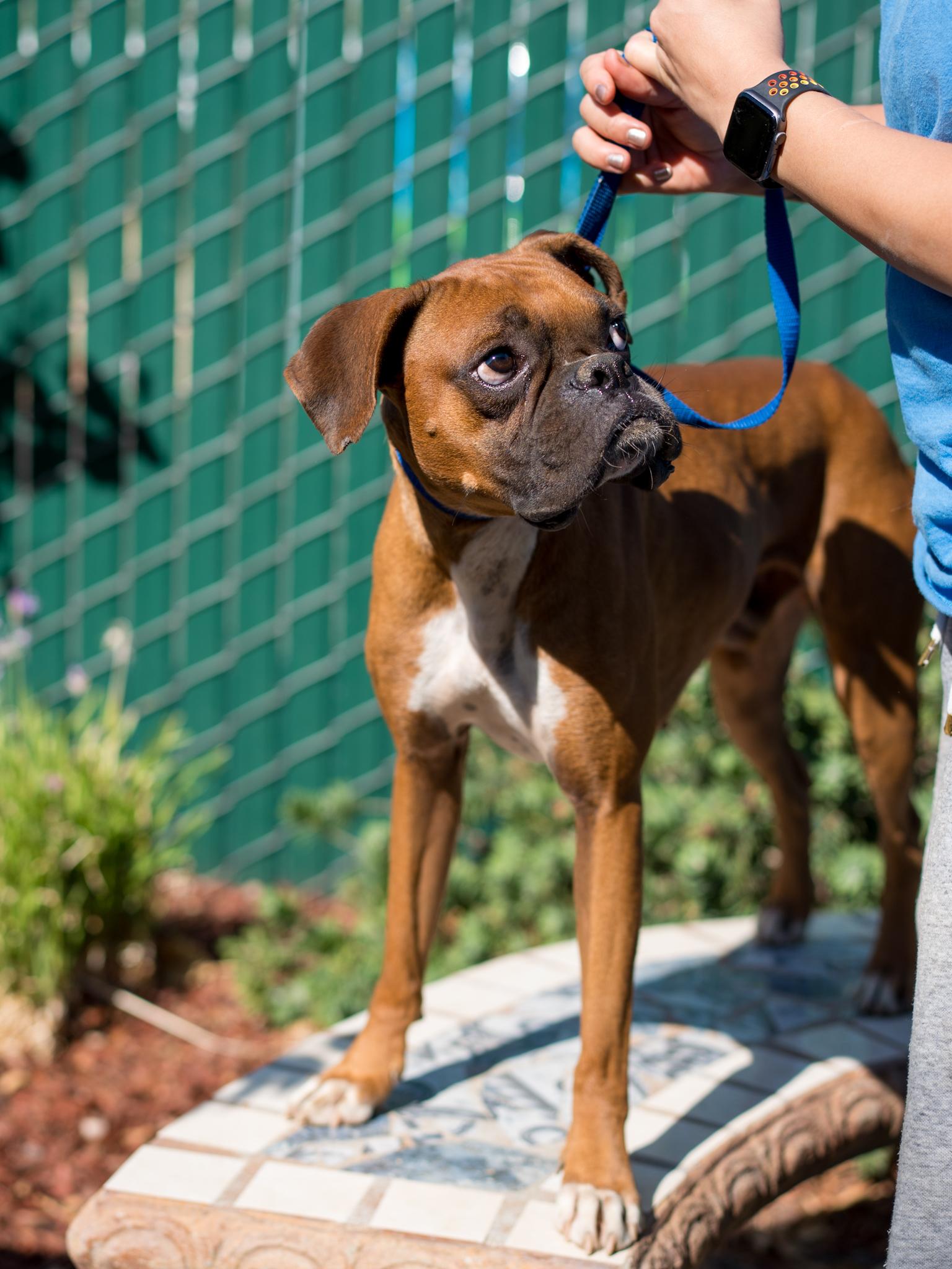 Enlarge NUBBINS, a Adopted Boxer in Fresno, CA image 6/6