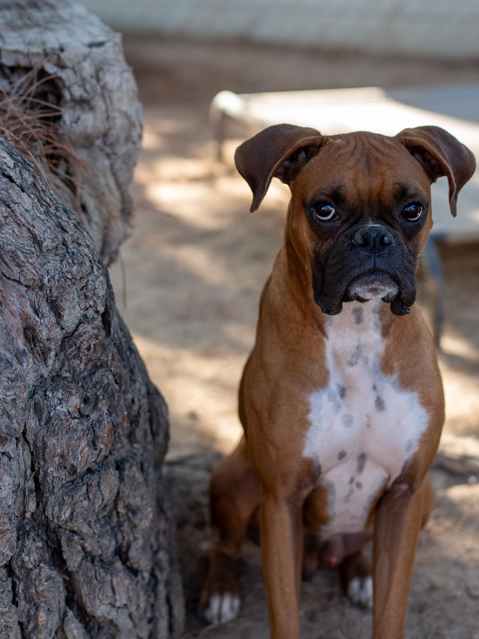 NUBBINS, Adopted, Adult Male Boxer.