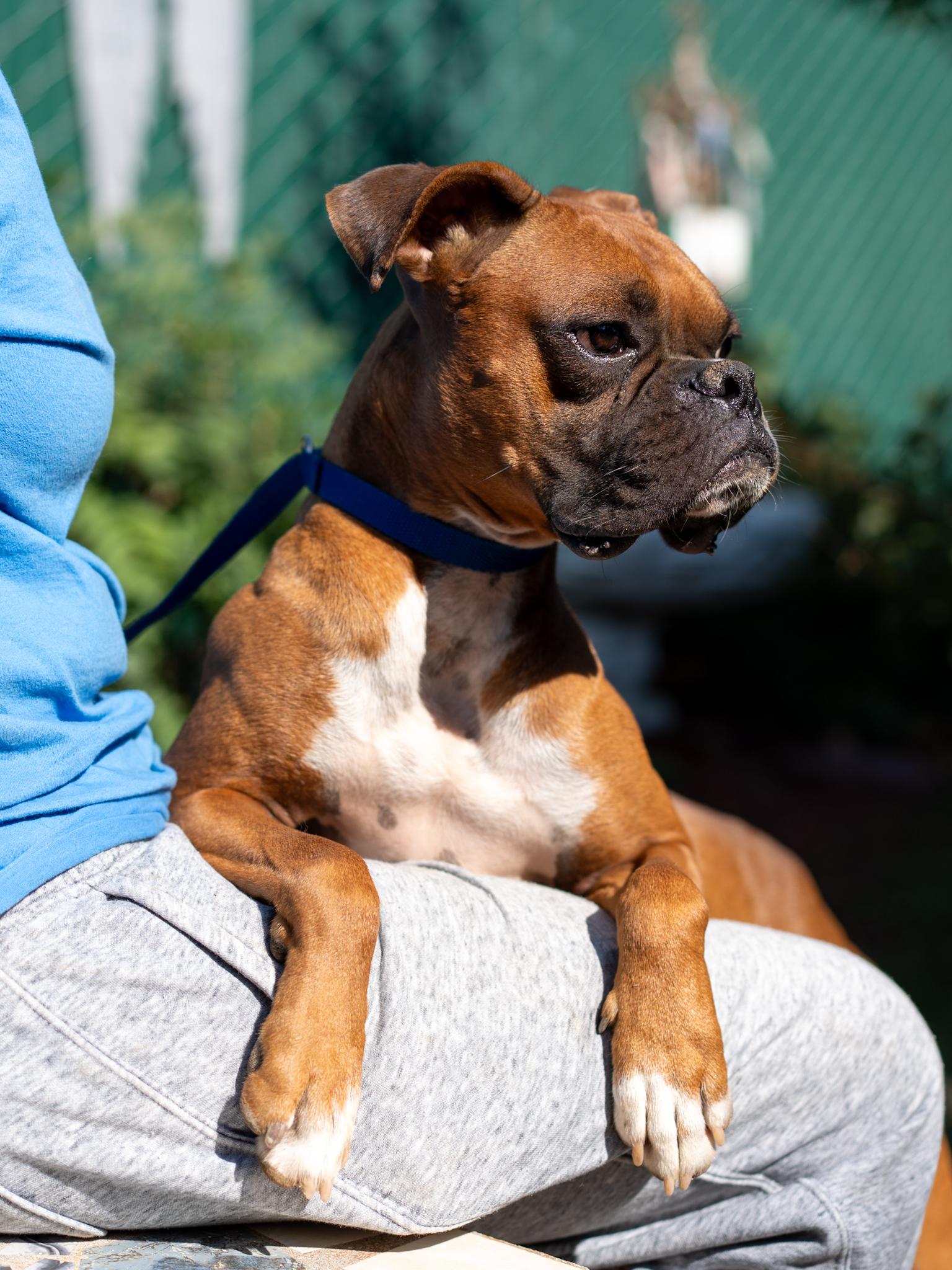 Enlarge NUBBINS, a Adopted Boxer in Fresno, CA image 4/6