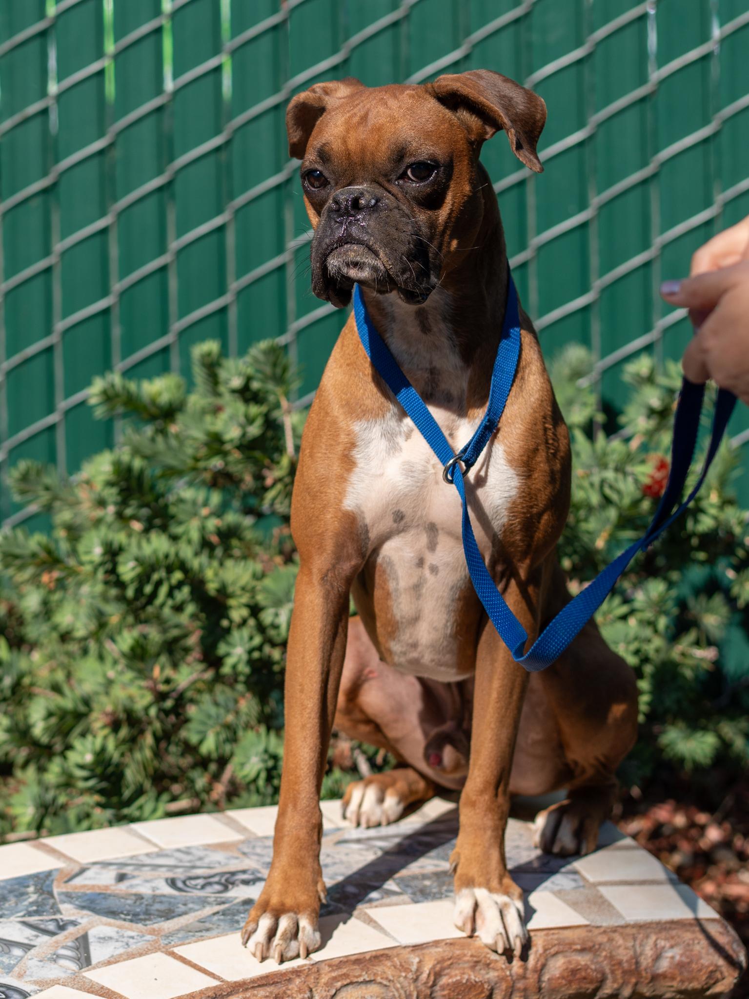 Enlarge NUBBINS, a Adopted Boxer in Fresno, CA image 5/6