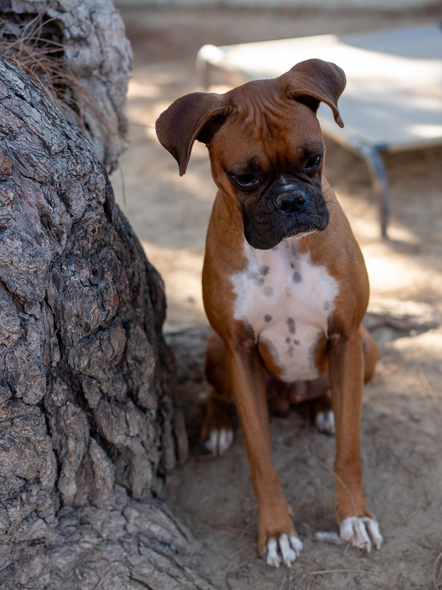 Enlarge NUBBINS, a Adopted Boxer in Fresno, CA image 2/6