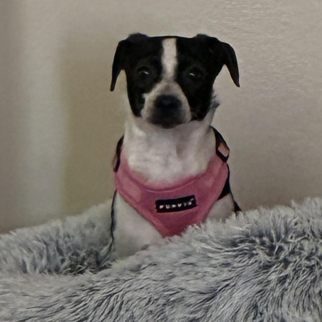 Bubble Gum, Adoptable, Adult Male Chihuahua & Jack Russell Terrier.