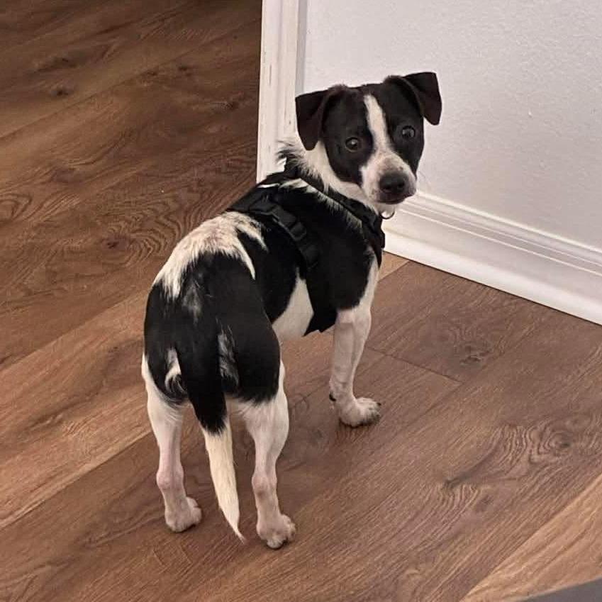 Bubble Gum, a Adoptable mixed breed in Tampa, FL image 2/6