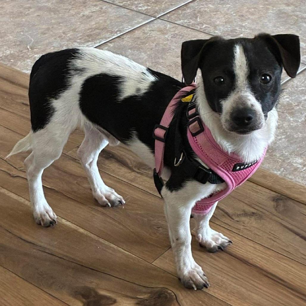 Bubble Gum, a Adoptable mixed breed in Tampa, FL image 3/6