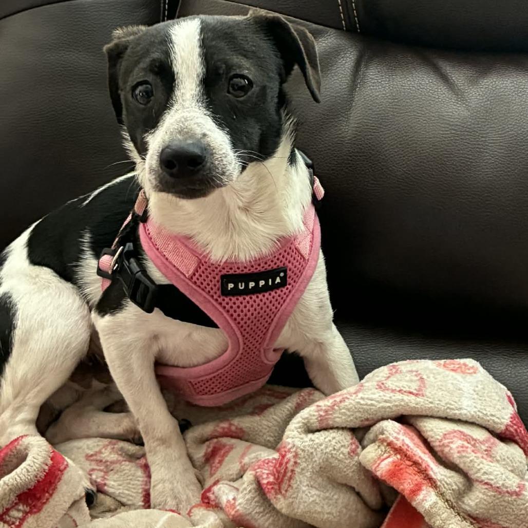 Bubble Gum, a Adoptable mixed breed in Tampa, FL image 4/6