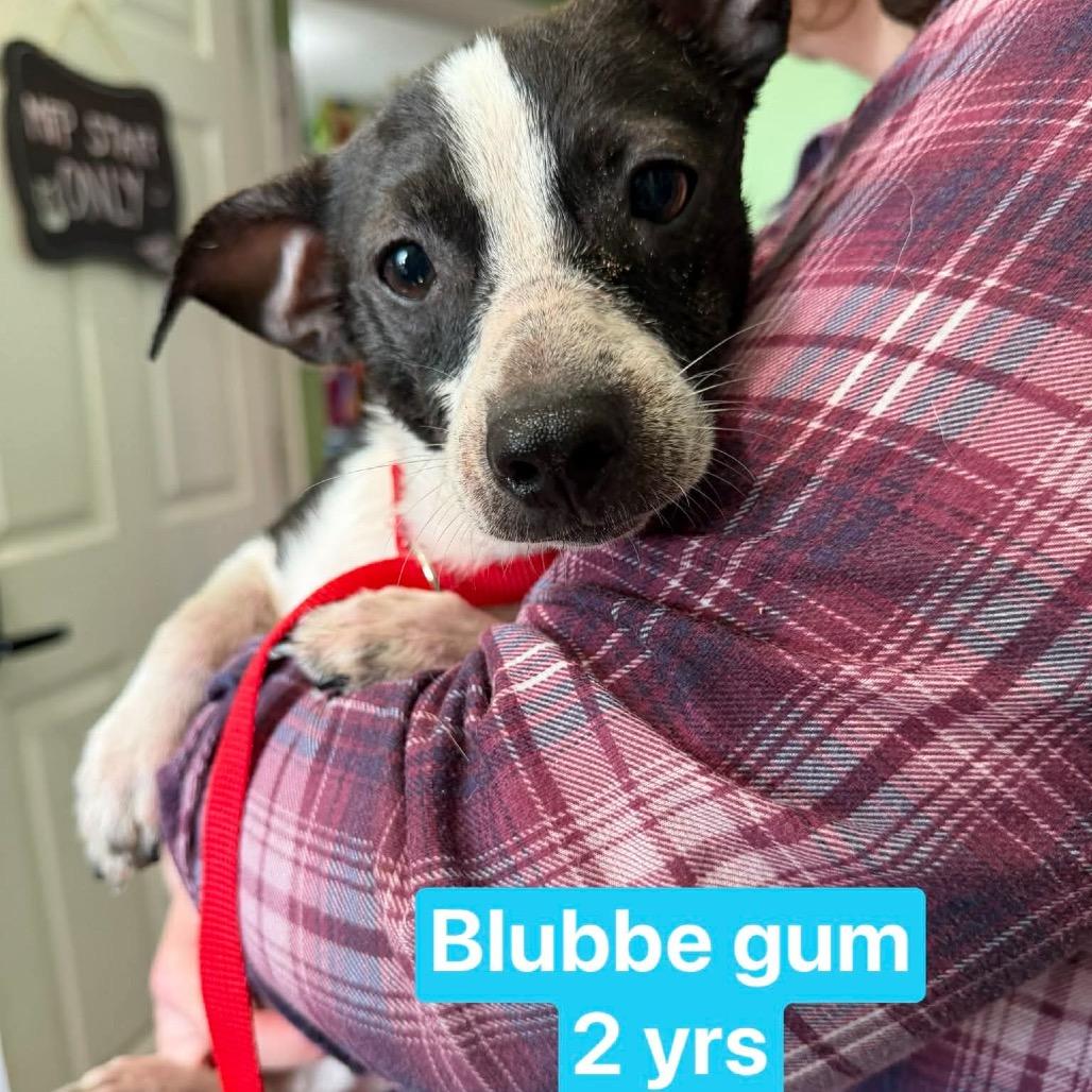 Bubble Gum, a Adoptable mixed breed in Tampa, FL image 5/6